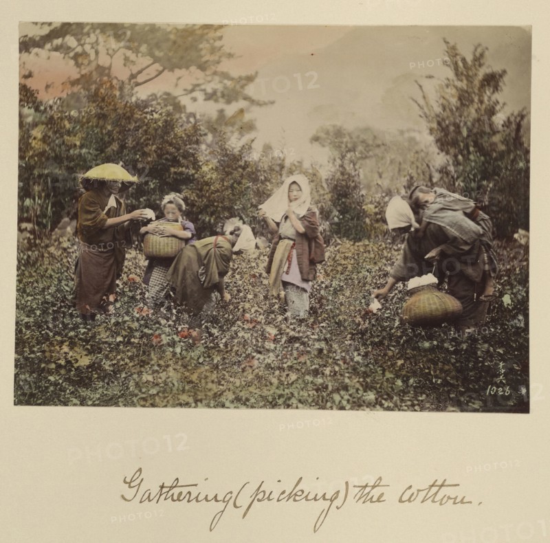 Gathering, Picking, the Cotton; Shinichi Suzuki, Japanese, 1835 - 1919, Japan; about 1873 - 1883; Hand-colored Albumen silver