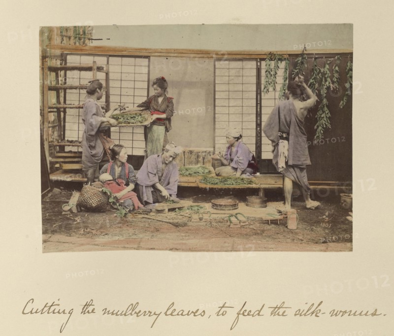 Cutting the Mulberry Leaves; Shinichi Suzuki, Japanese, 1835 - 1919, Japan; about 1873 - 1883; Hand-colored Albumen silver