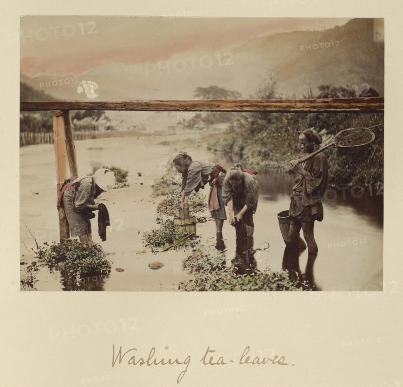 Washing Tea Leaves; Shinichi Suzuki, Japanese, 1835 - 1919, Japan; about 1873 - 1883; Hand-colored Albumen silver print