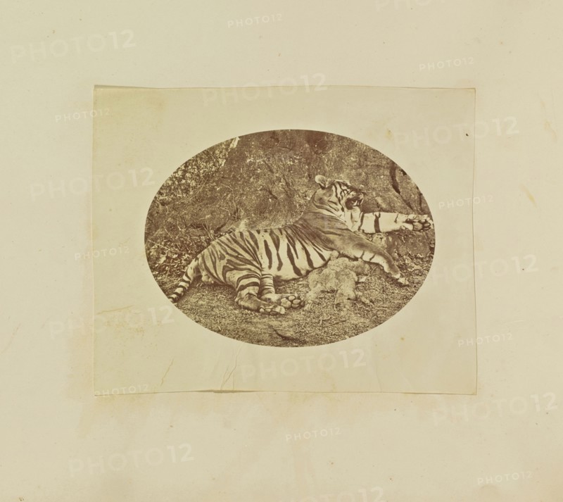 Tiger; Colonel William Willoughby Hooper, British, 1837 - 1912, India; about 1870; Albumen silver print