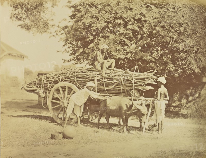 print; Colonel William Willoughby Hooper, British, 1837 - 1912, India; about 1870; Albumen silver print