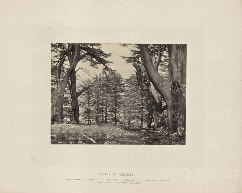 Cedars of Lebanon; Francis Frith, English, 1822 - 1898, Lebanon; about 1865; Albumen silver print