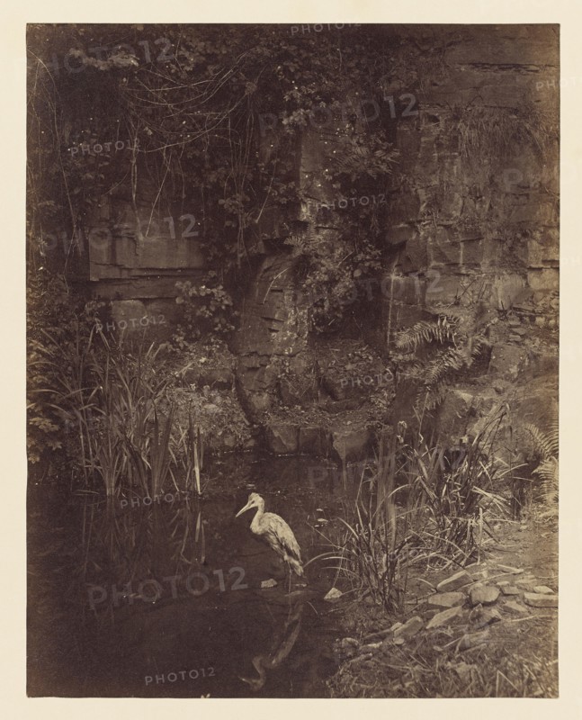 Piscator, No. 2; John Dillwyn Llewelyn, British, 1810 - 1887, London, England; 1856; Albumen silver print