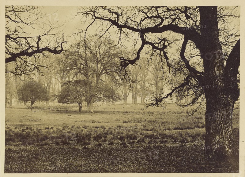 Windsor Park, Deer Feeding; W.H. Nicholl, British, active 1850s, London, England; May 1854; Albumen silver print
