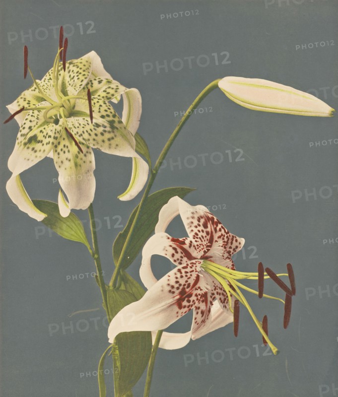 Lilies; Kazumasa Ogawa, Japanese, 1860 - 1929, 1897; Hand-colored collotype; 27.8 x 23.5 cm, 10 15,16 x 9 1,4 in