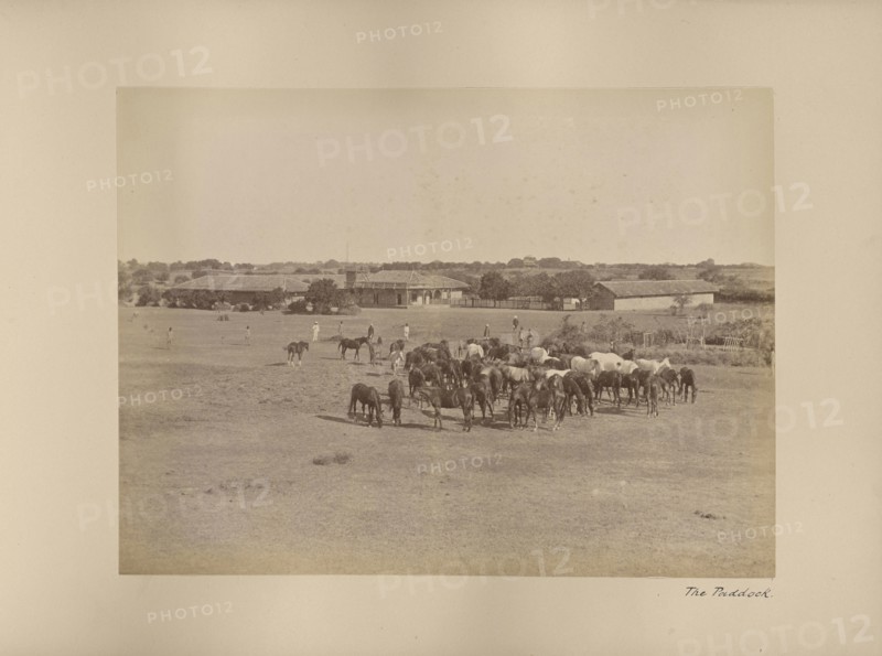 The Paddock; India; 1886 - 1889; Albumen silver print