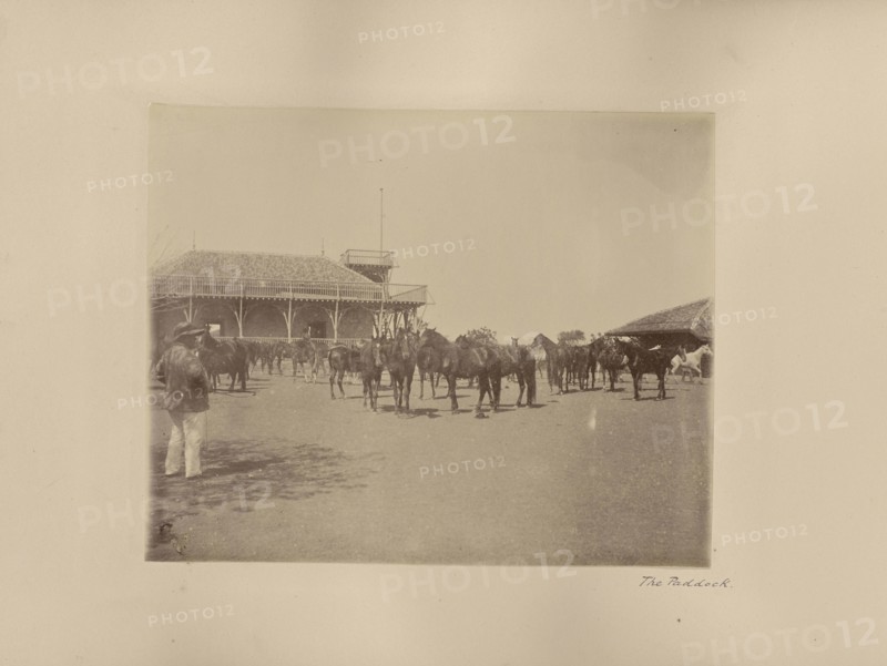 The Paddock; India; 1886 - 1889; Albumen silver print