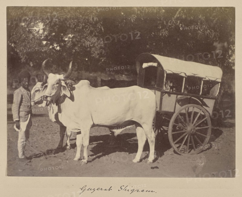 Gazerat Shigram; India; 1886 - 1889; Albumen silver print