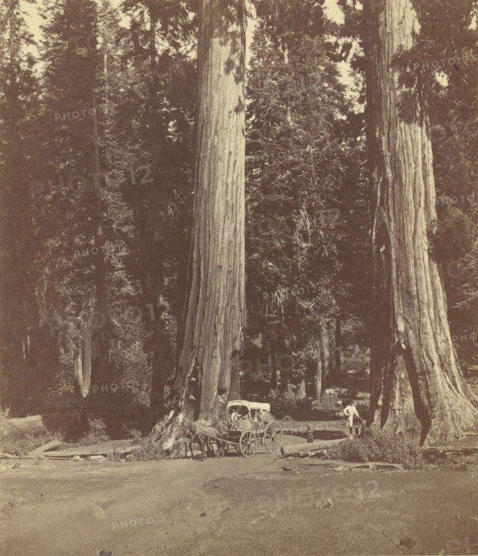 The Sentinels, 315 Feet High, Diameter 20 Feet; John P. Soule, American, 1827 - 1904, Boston, Massachusetts, United States