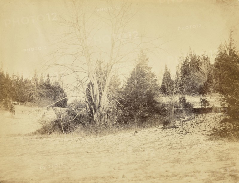 Cedars and c by the Sunk Fence; Possibly Alfred Booth, English, 1834 - 1914, and Thomas E. Jevons, American, born England, 1841