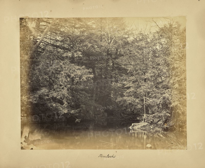 Hemlocks; Possibly Alfred Booth, English, 1834 - 1914, and Thomas E. Jevons, American, born England, 1841 - 1919, New York