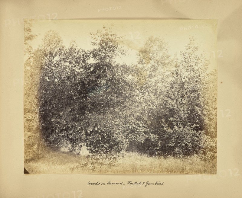 Woods in Summer - Pin Oak and Gum Trees; Possibly Alfred Booth, English, 1834 - 1914, and Thomas E. Jevons, American, born