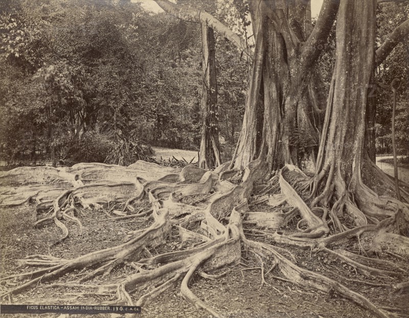 Ficus Elastica - Assam India - Rubber; Charles T. Scowen, English, 1852 - 1948, The Colombo Apothecaries Co., Ltd., Sri Lankan