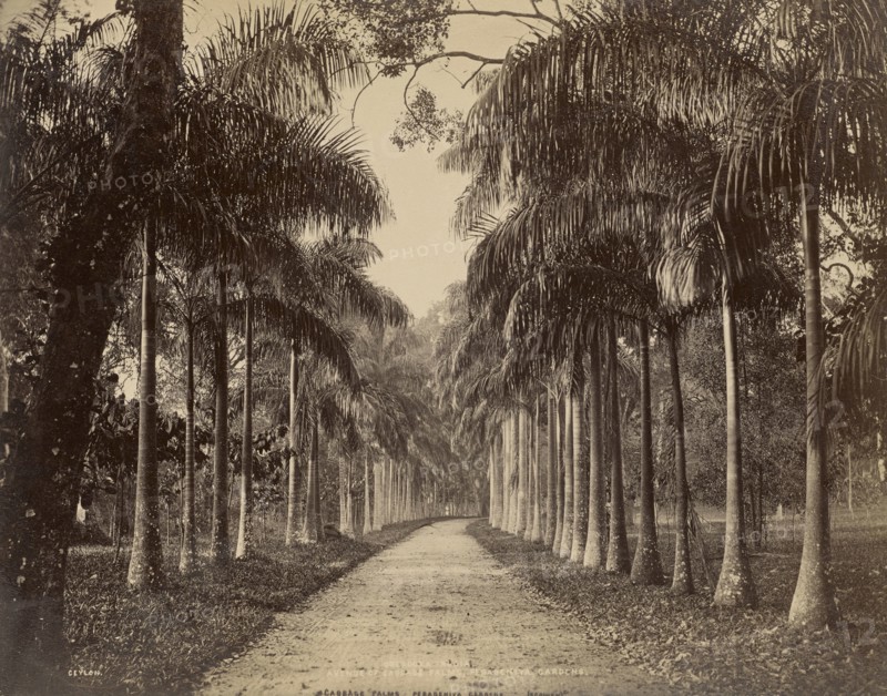 Peradeniya, Ceylon; Charles T. Scowen, English, 1852 - 1948, The Colombo Apothecaries Co., Ltd., Sri Lankan, about 1880 - 1920s