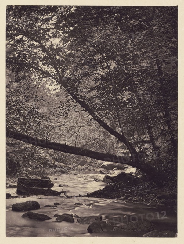Trees over stream; Arthur Brown, British, active 1850s, Newcastle upon Tyne, England; 1878; Carbon print; 9.7 x 7.1 cm