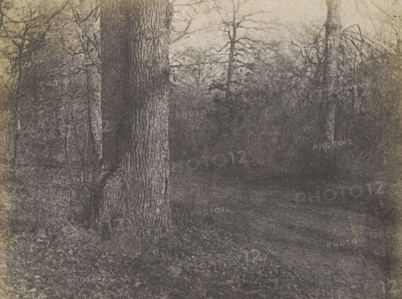 Landscape with Barren Trees; French, Louis Désiré Blanquart-Evrard, French, 1802 - 1872, Lille, France; 1853; Salted paper