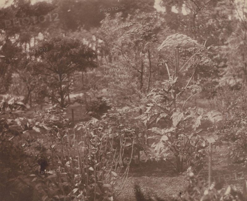 Landscape with Shrubs and Trees; French, Louis Désiré Blanquart-Evrard, French, 1802 - 1872, Lille, France; about 1853; Albumen