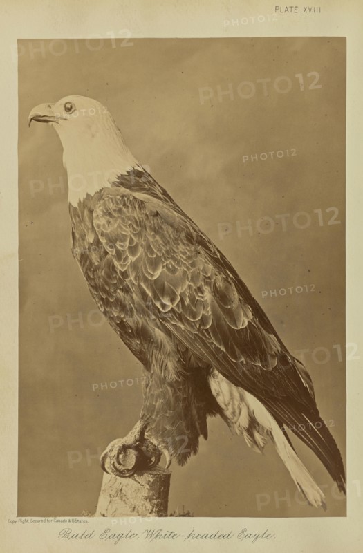 Bald Eagle; White-headed Eagle; William Notman, Canadian, born Scotland, 1826 - 1891, Montreal, Québec, Canada; 1876; Albumen