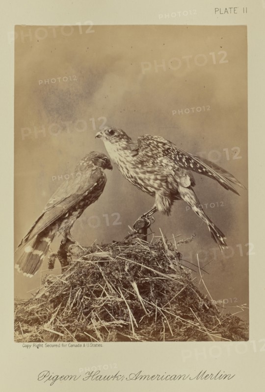 Pigeon Hawk; American Merlin; William Notman, Canadian, born Scotland, 1826 - 1891, Montreal, Québec, Canada; 1876; Albumen