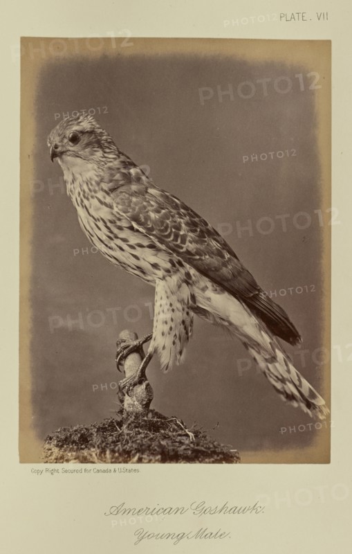 American Goshawk, Young Male; William Notman, Canadian, born Scotland, 1826 - 1891, Montreal, Québec, Canada; 1876; Albumen