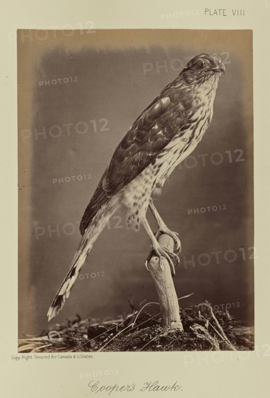Cooper's Hawk; William Notman, Canadian, born Scotland, 1826 - 1891, Montreal, Québec, Canada; 1876; Albumen silver print