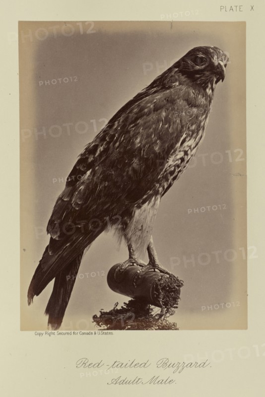 Red-tailed Buzzard, Adult Male; William Notman, Canadian, born Scotland, 1826 - 1891, Montreal, Québec, Canada; 1876; Albumen