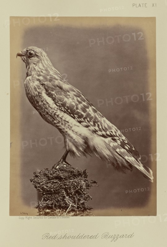 Red shouldered Buzzard; William Notman, Canadian, born Scotland, 1826 - 1891, Montreal, Québec, Canada; 1876; Albumen silver