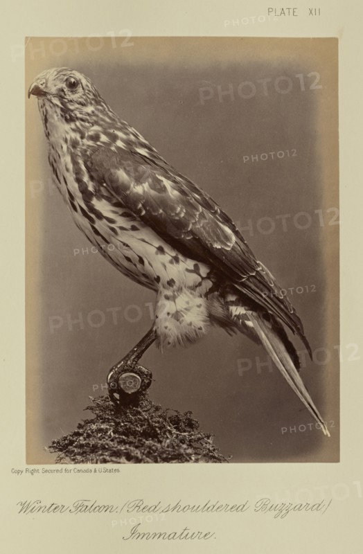 Winter Falcon, Red shouldered Buzzard, Immature; William Notman, Canadian, born Scotland, 1826 - 1891, Montreal, Québec