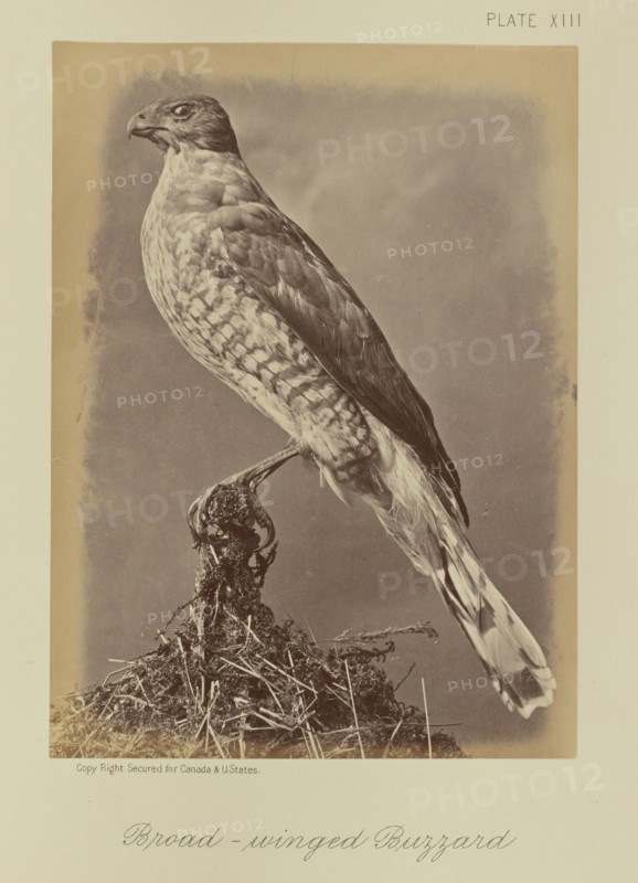 Broad-winged Buzzard; William Notman, Canadian, born Scotland, 1826 - 1891, Montreal, Québec, Canada; 1876; Albumen silver