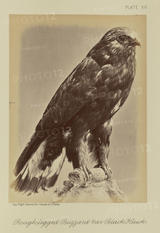 Rough-legged Buzzard var Black Hawk; William Notman, Canadian, born Scotland, 1826 - 1891, Montreal, Québec, Canada; 1876