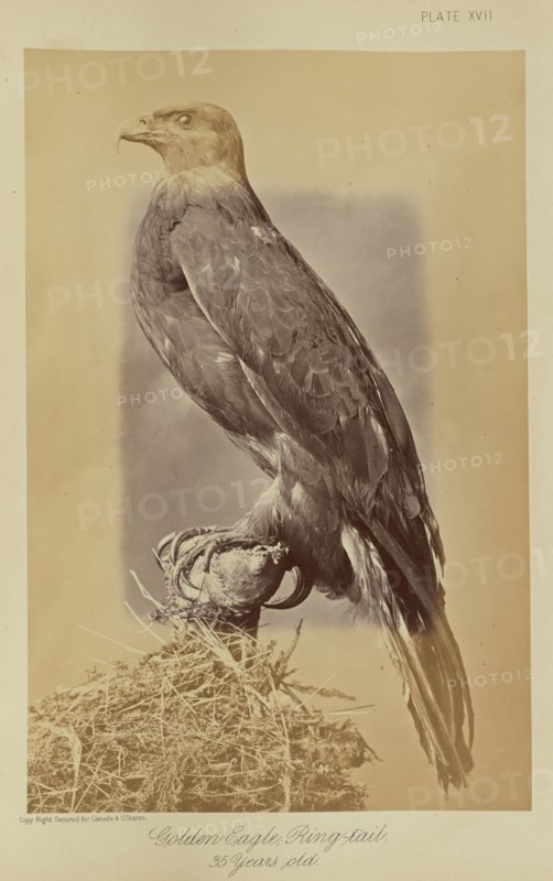 Golden Eagle, Ring-tail. 35 Years old; William Notman, Canadian, born Scotland, 1826 - 1891, Montreal, Québec, Canada; 1876