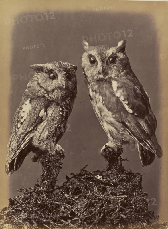 Screech Owl, Mottled Owl. Red & Gray stages; William Notman, Canadian, born Scotland, 1826 - 1891, Montreal, Québec, Canada
