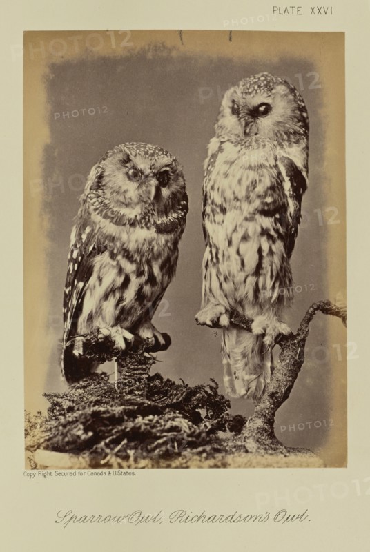 Sparrow Owl, Richardson's Owl; William Notman, Canadian, born Scotland, 1826 - 1891, Montreal, Québec, Canada; 1876; Albumen