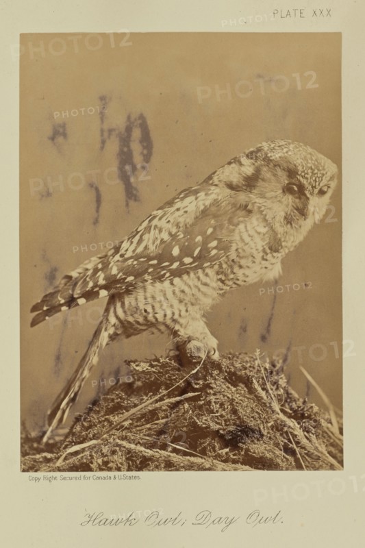Hawk Owl; Day Owl; William Notman, Canadian, born Scotland, 1826 - 1891, Montreal, Québec, Canada; 1876; Albumen silver print