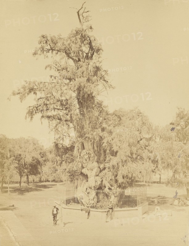 Mexico. Hernan Cortes' Tree Near Mexico; Abel Briquet, French, 1833 - ?, Mexico City, Mexico; 1860s - 1880s; Albumen silver