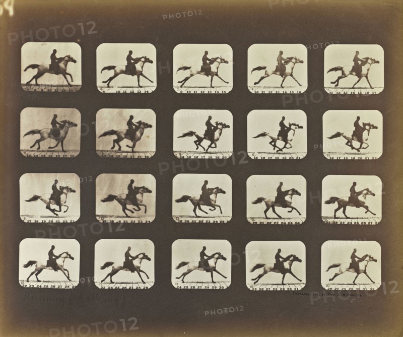 Running, Galloping, Eadweard J. Muybridge, American, born England, 1830 - 1904, United States; 1878 - 1881; Iron salt process