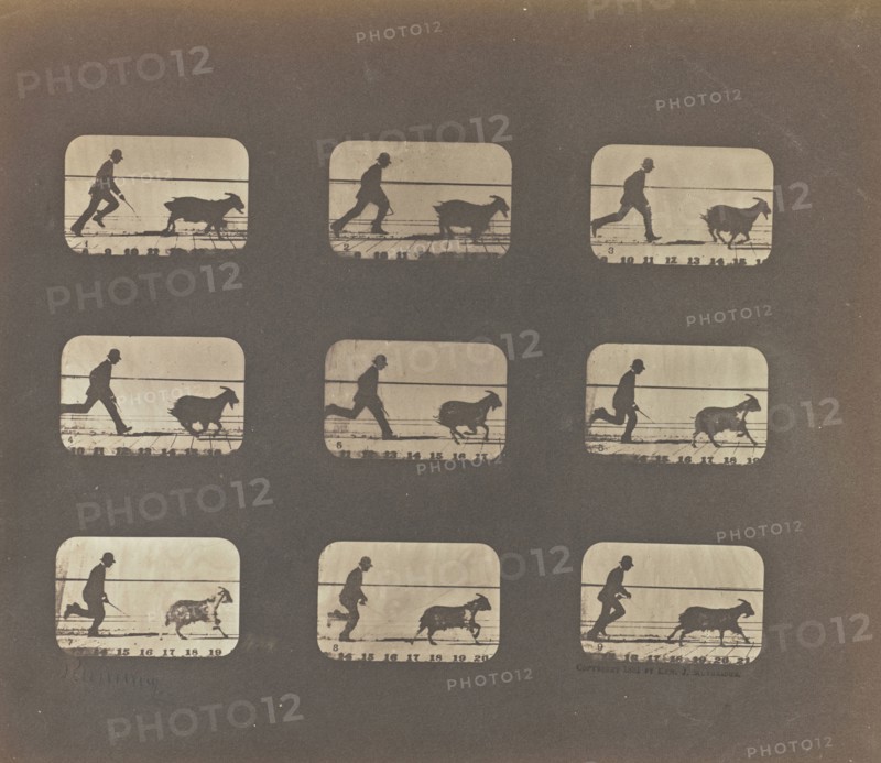 Running; Eadweard J. Muybridge, American, born England, 1830 - 1904, United States; 1878 - 1881; Iron salt process; 18.9 x 22.6