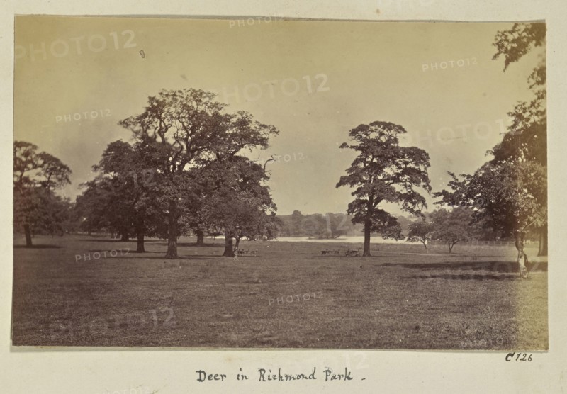 Deer in Richmond Park; Ronald Ruthven Leslie-Melville, Scottish,1835 - 1906, London, England; 1860s; Albumen silver print