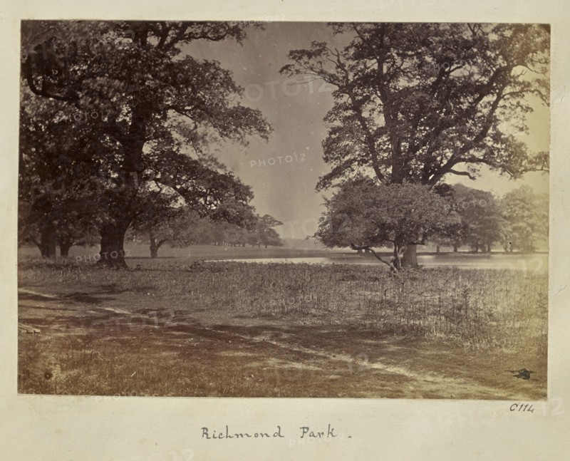 Richmond Park; Ronald Ruthven Leslie-Melville, Scottish,1835 - 1906, London, England; 1860s; Albumen silver print