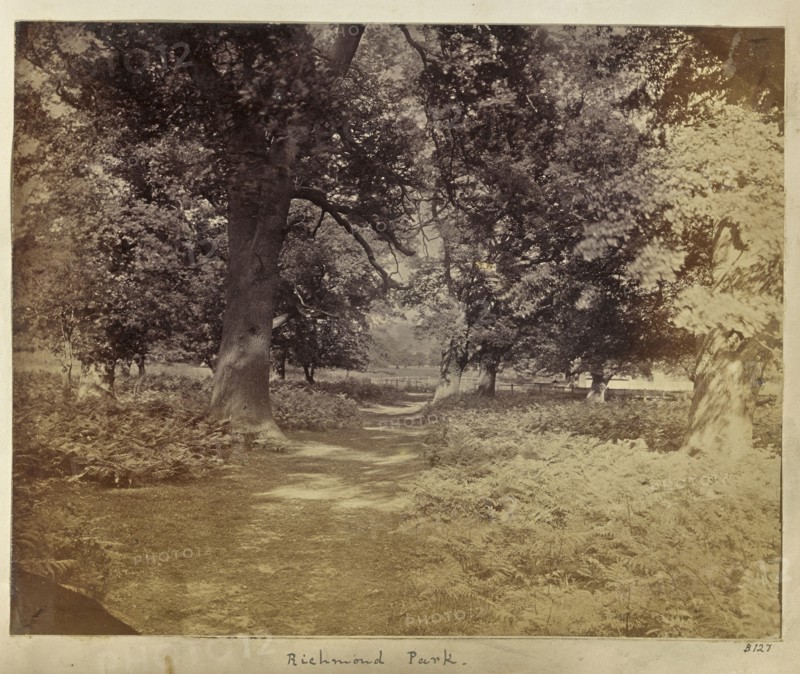 Richmond Park; Ronald Ruthven Leslie-Melville, Scottish,1835 - 1906, London, England; 1860s; Albumen silver print