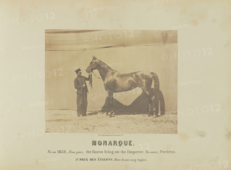 Monarque; Adrien Alban Tournachon, French, 1825 - 1903, France; 1860; Salted paper print; 17.5 × 22.3 cm, 6 7,8 × 8 3,4 in