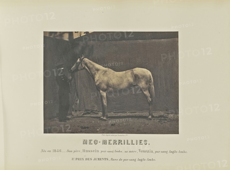Meg-Merrillies; Adrien Alban Tournachon, French, 1825 - 1903, France; 1860; Salted paper print; 17.1 × 22.5 cm