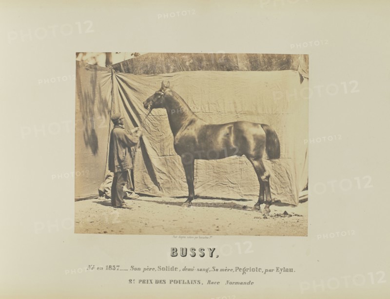 Bussy; Adrien Alban Tournachon, French, 1825 - 1903, France; 1860; Salted paper print; 17.4 × 22.2 cm, 6 7,8 × 8 3,4 in