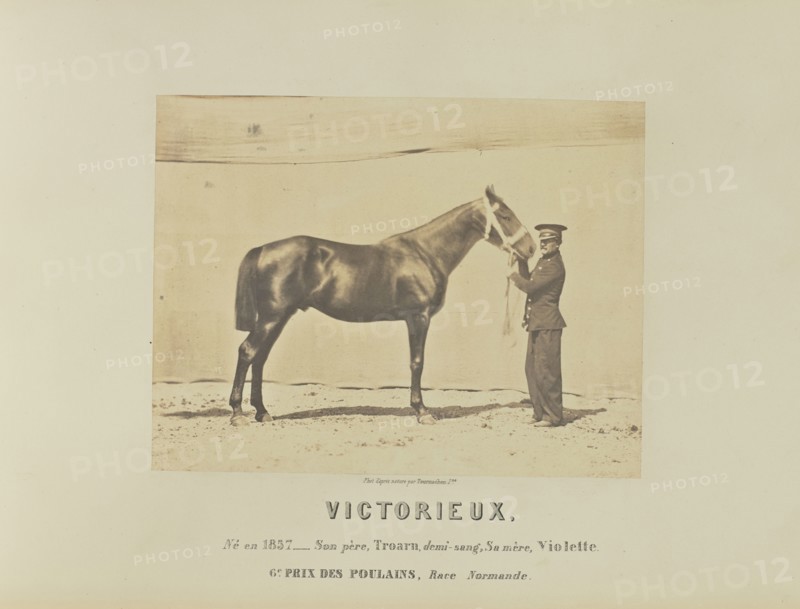 Victorieux; Adrien Alban Tournachon, French, 1825 - 1903, France; 1860; Salted paper print; 17.1 × 22.3 cm, 6 3,4 × 8 3,4 in