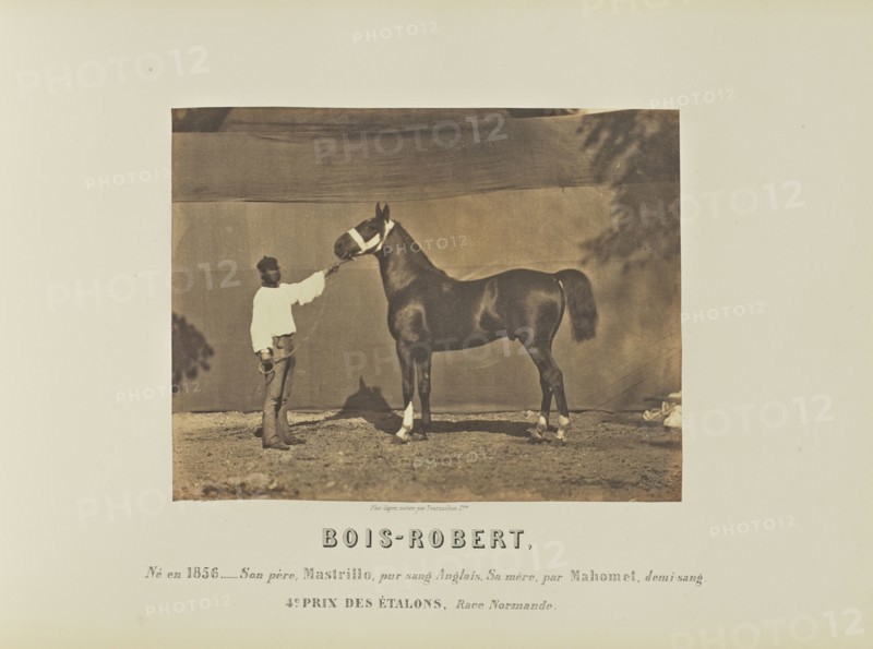 Bois-Robert; Adrien Alban Tournachon, French, 1825 - 1903, France; 1860; Salted paper print; 17 × 22 cm, 6 11,16 × 8 11,16 in