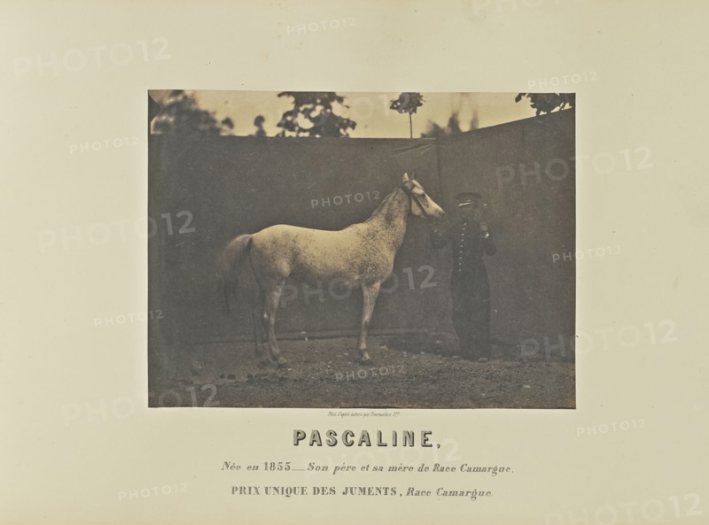 Pascaline; Adrien Alban Tournachon, French, 1825 - 1903, France; 1860; Salted paper print; 16.7 × 22.5 cm, 6 9,16 × 8 7,8 in