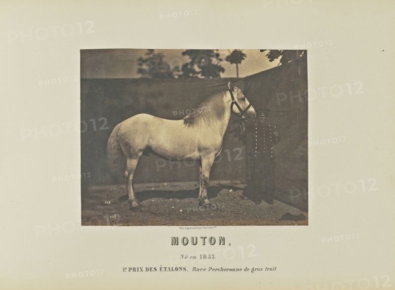 Mouton; Adrien Alban Tournachon, French, 1825 - 1903, France; 1860; Salted paper print; 17.3 × 22.2 cm, 6 13,16 × 8 3,4 in