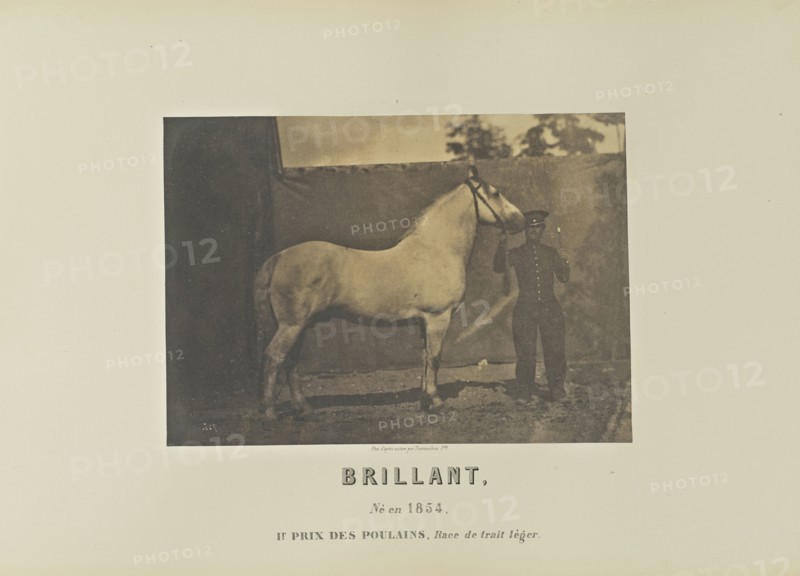 Brillant; Adrien Alban Tournachon, French, 1825 - 1903, France; 1860; Salted paper print; 15.8 × 22.2 cm, 6 1,4 × 8 3,4 in