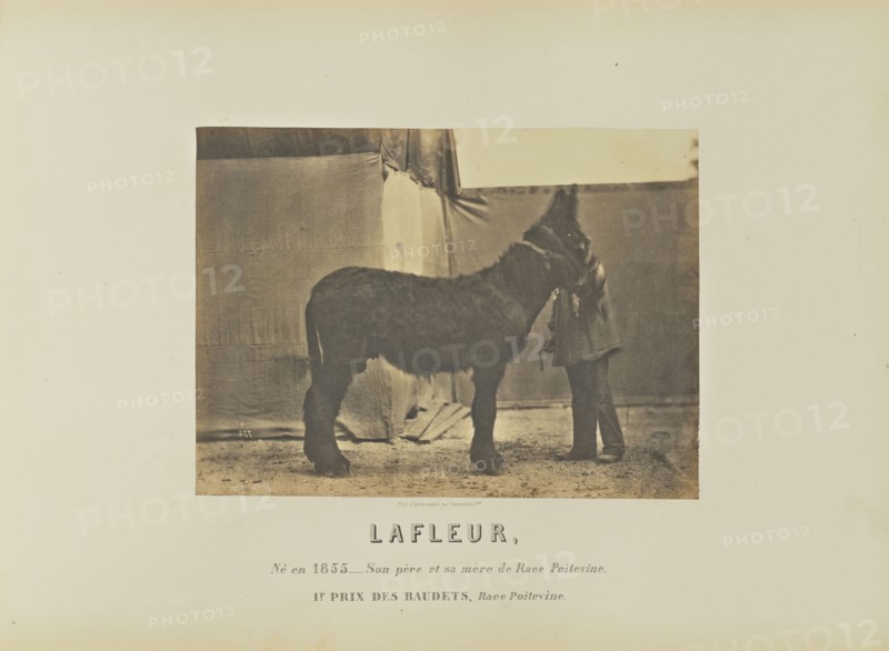 Lafleur; Adrien Alban Tournachon, French, 1825 - 1903, France; 1860; Salted paper print; 16.4 × 22.3 cm, 6 7,16 × 8 3,4 in