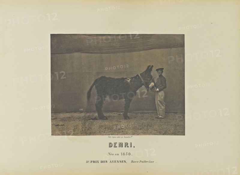 Demri; Adrien Alban Tournachon, French, 1825 - 1903, France; 1860; Salted paper print; 16.7 × 22.1 cm, 6 9,16 × 8 11,16 in